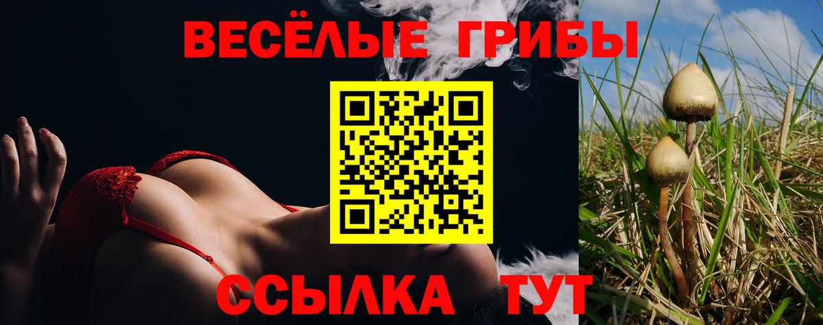 Псилоцибиновые грибы Psilocybe Геленджик